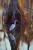 Egret Beside A Cypress_26442